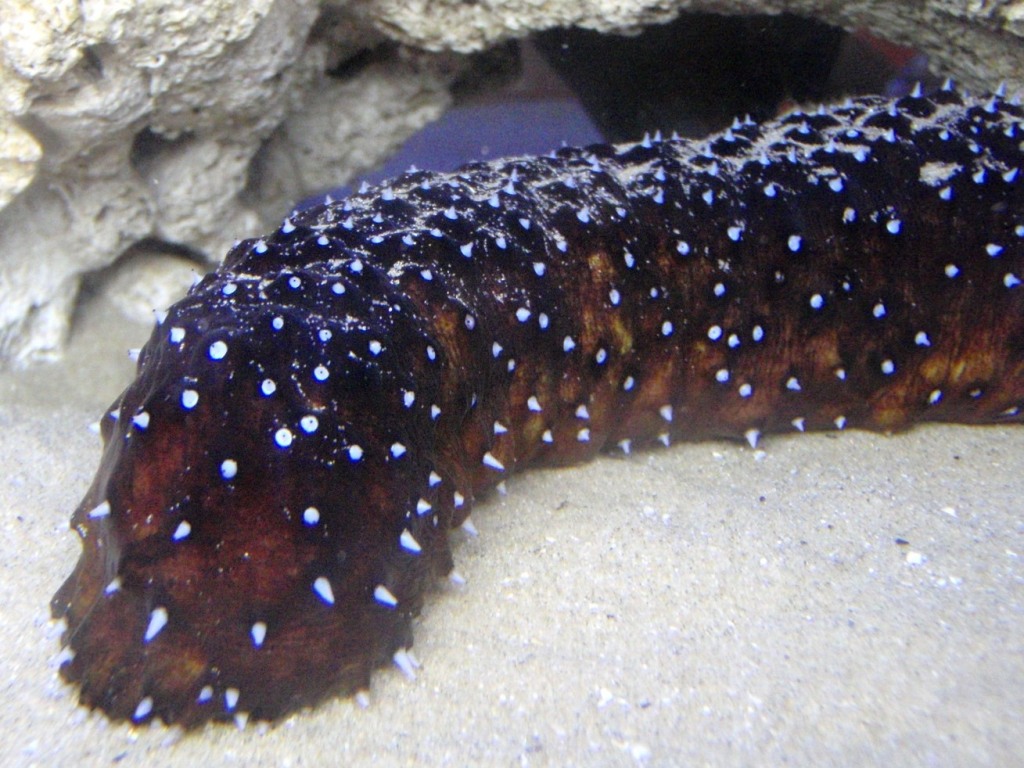 Holothuria forskali (Delle Chiaje, 1823)